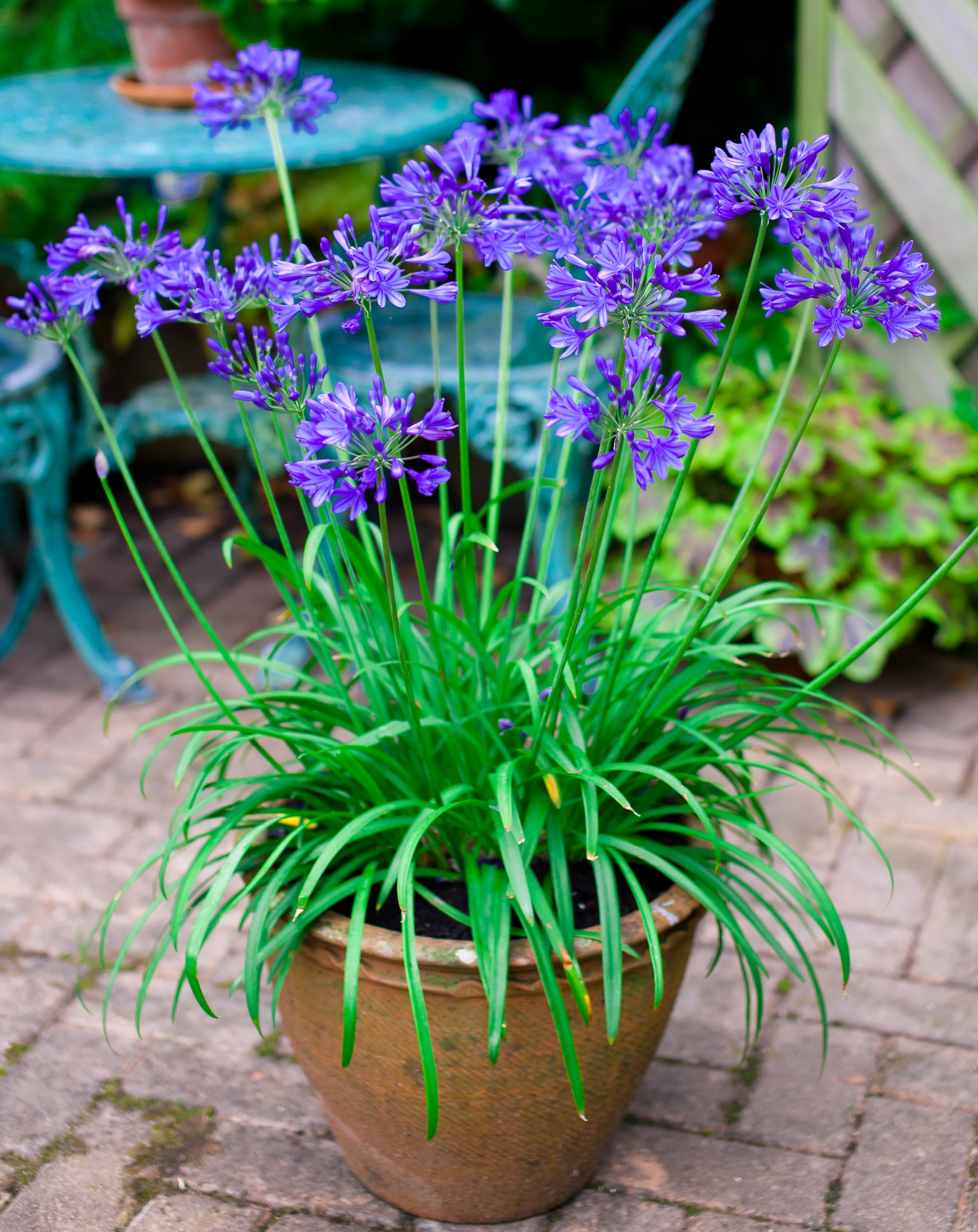 Agapanthus 'Brilliant blue ®' (bladhoudend) Agapanthuskwekerij