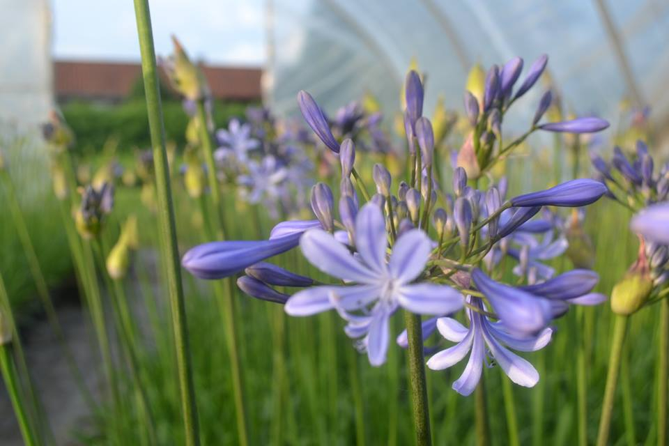 Agapanthus Dr Brouwer Deciduous Agapanthuskwekerij