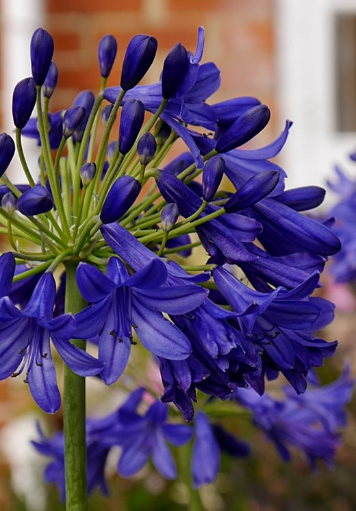 Agapanthus 'Flower of love ®' (bladverliezend) Agapanthuskwekerij