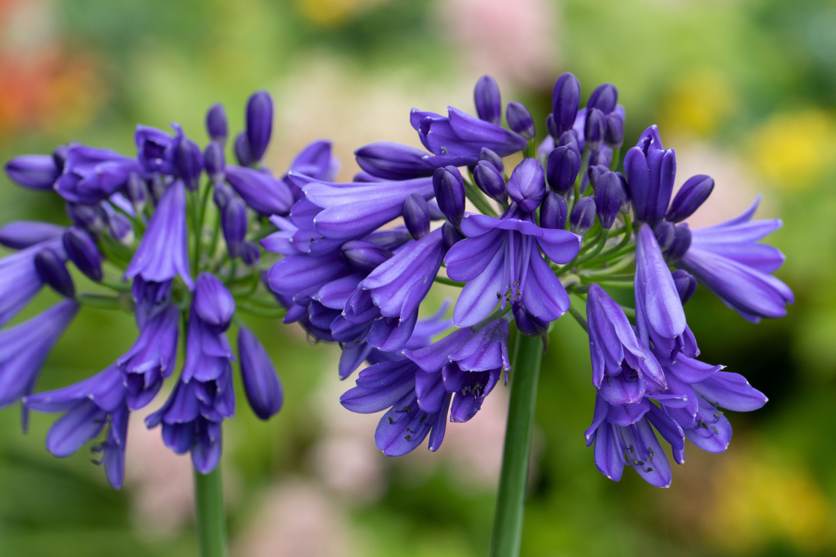 Agapanthus 'Blue thunder ®' (bladhoudend) Agapanthuskwekerij