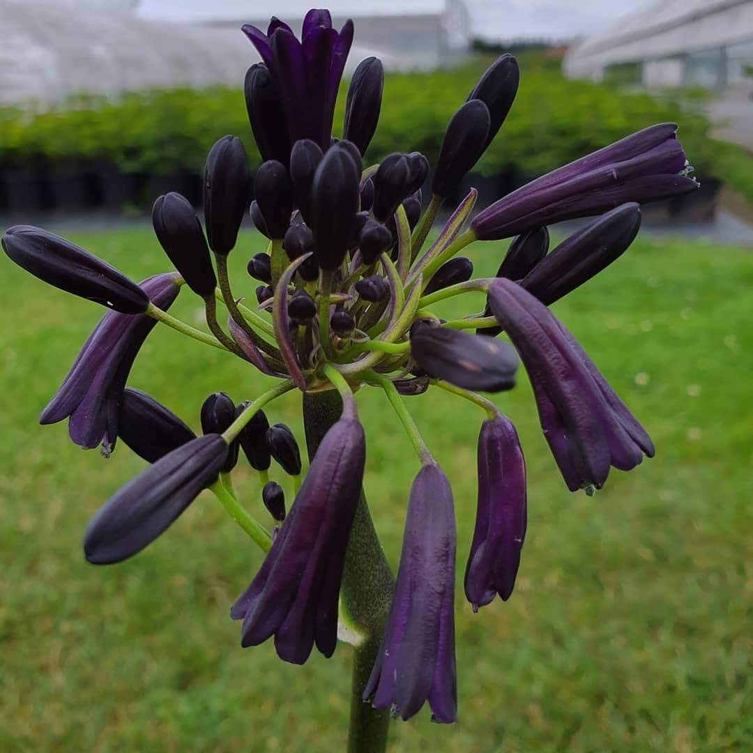 Agapanthus Black Magic Deciduous