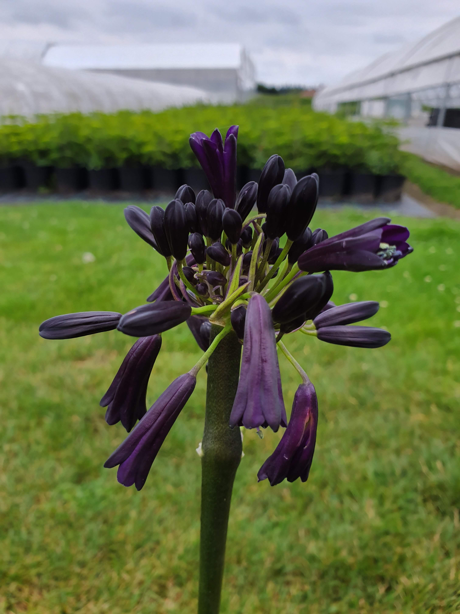 Agapanthus black magic sales