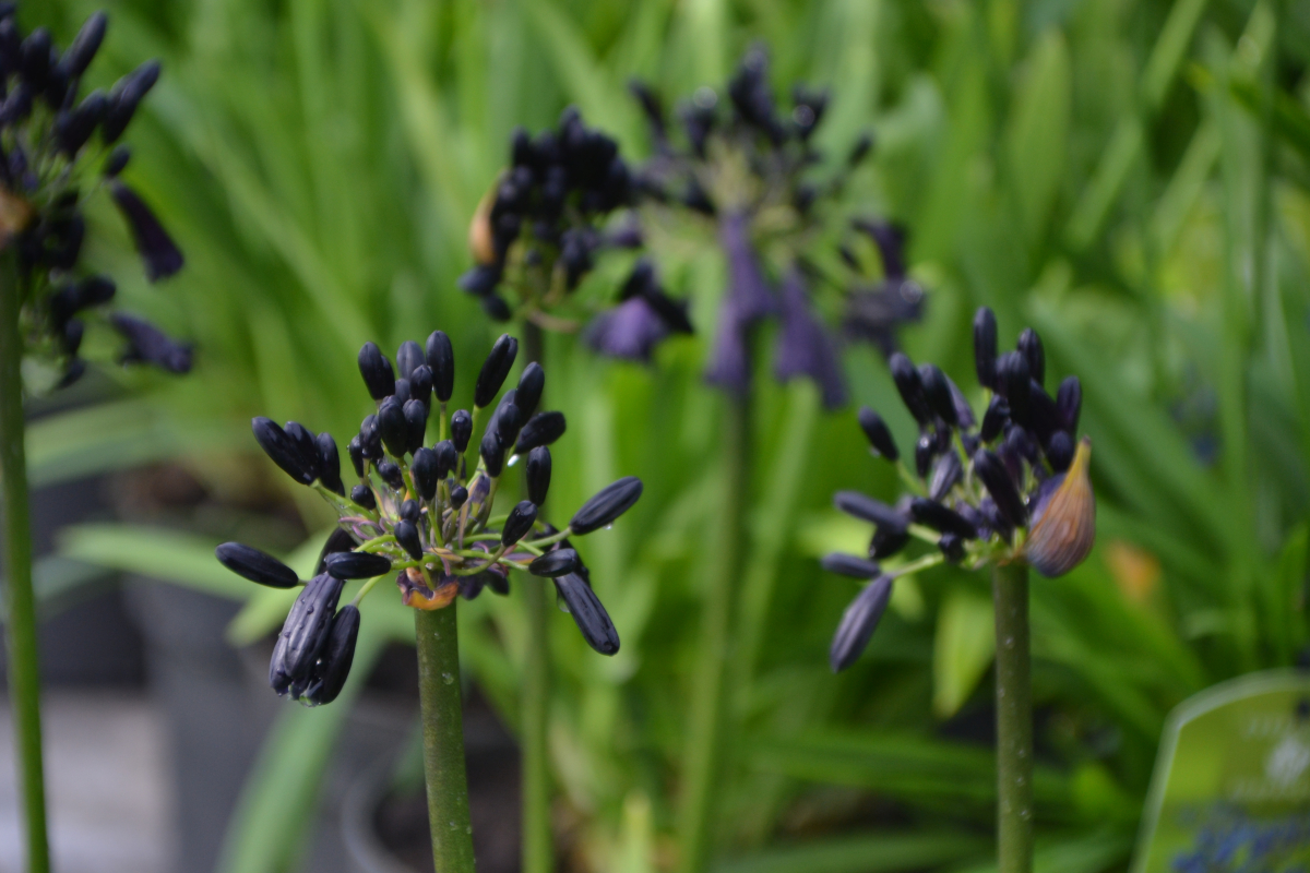 Agapanthus on sale black magic