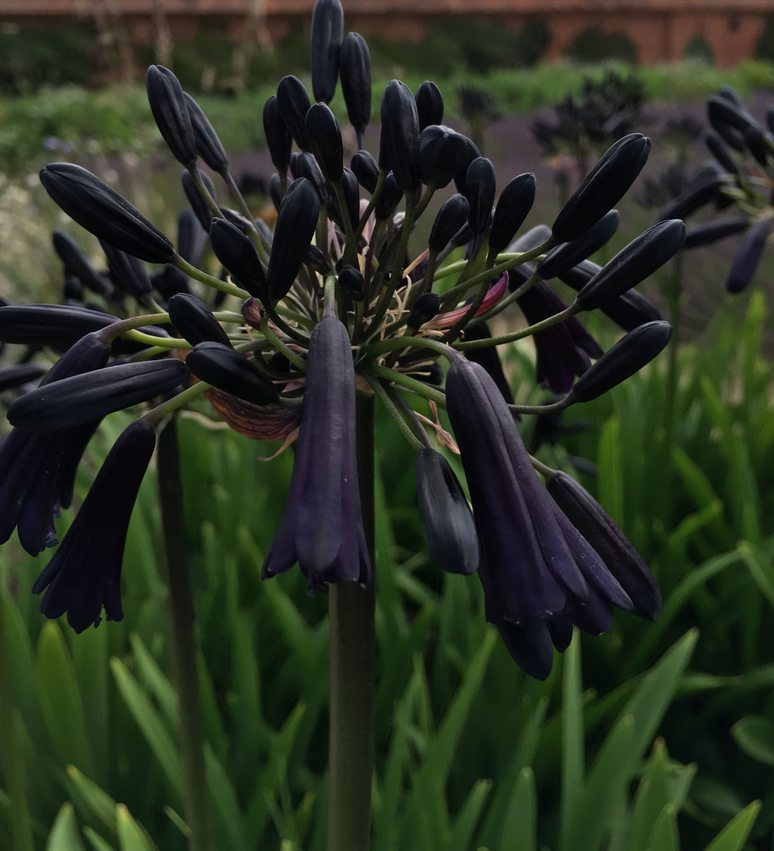 Agapanthus cheap black magic