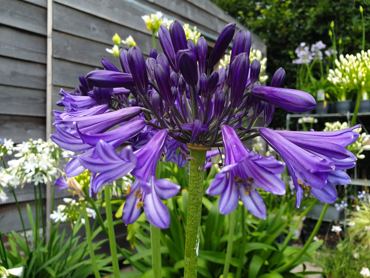 Agapanthus 'Black Pantha ' (evergreen) | Agapanthuskwekerij