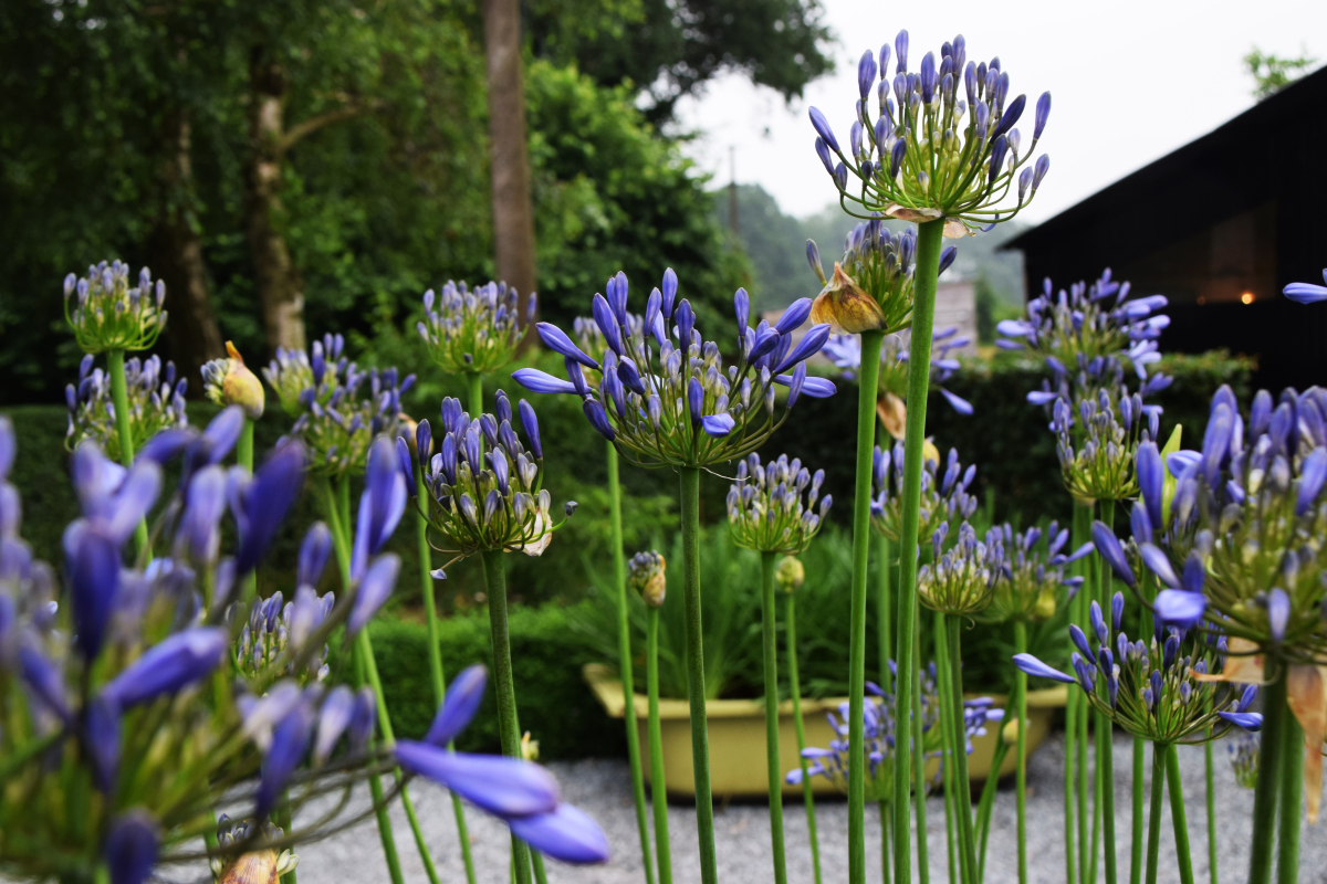 Agapanthus Dr Brouwer Deciduous Agapanthuskwekerij