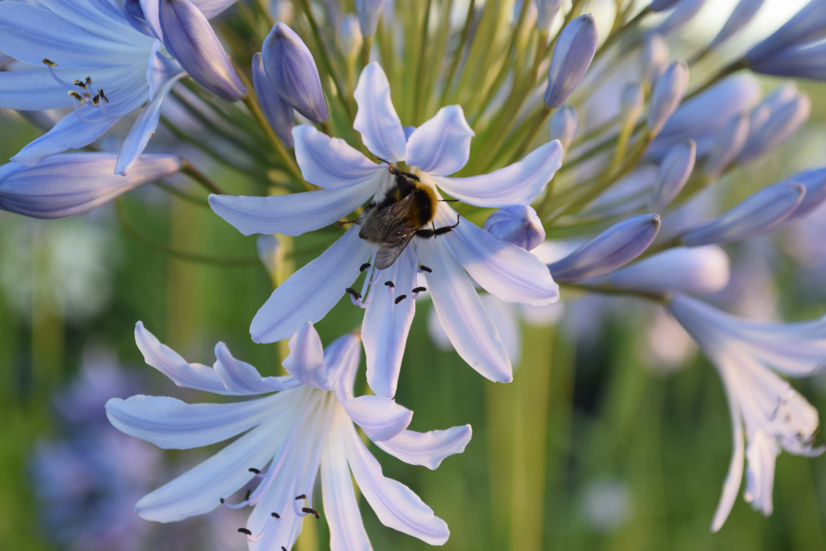 Agapanthus AMOURETTE Blue Afrikaanse lelie Tuinadvies