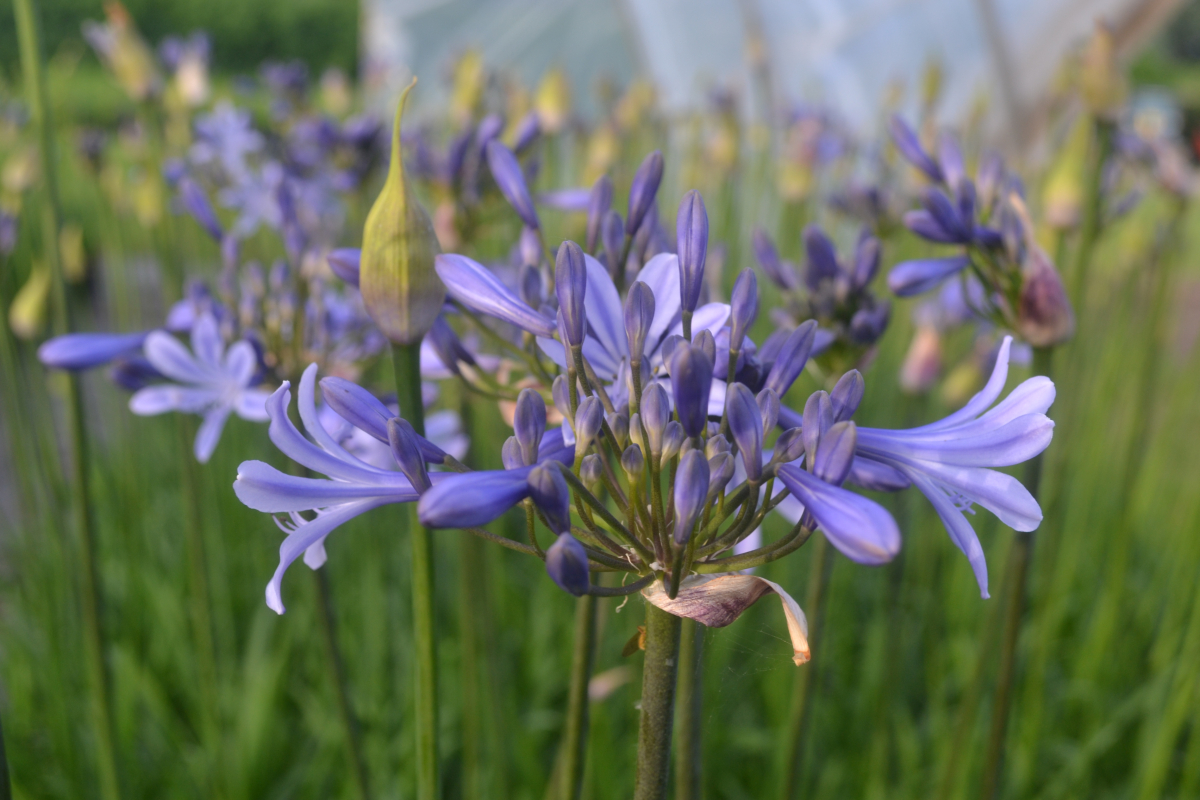 Agapanthus Dr Brouwer Deciduous Agapanthuskwekerij