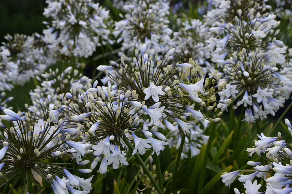 Agapanthus 'Enigma' (evergreen) | Agapanthuskwekerij