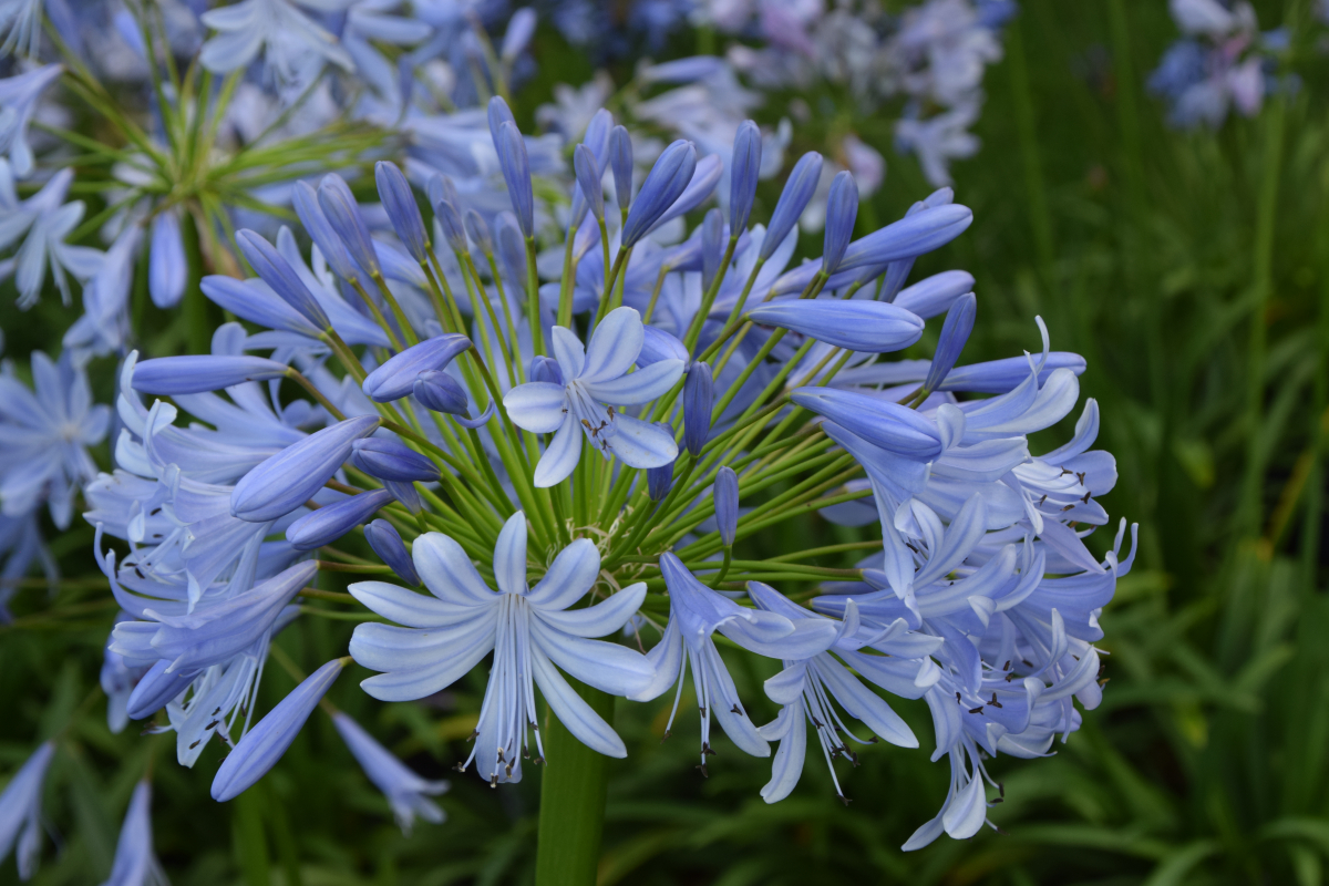 Agapanthus 'Lavender haze' (evergreen) | Agapanthuskwekerij