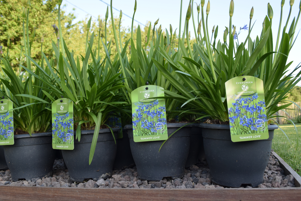 Agapanthus 'Summer love blue ®' (bladhoudend) Agapanthuskwekerij