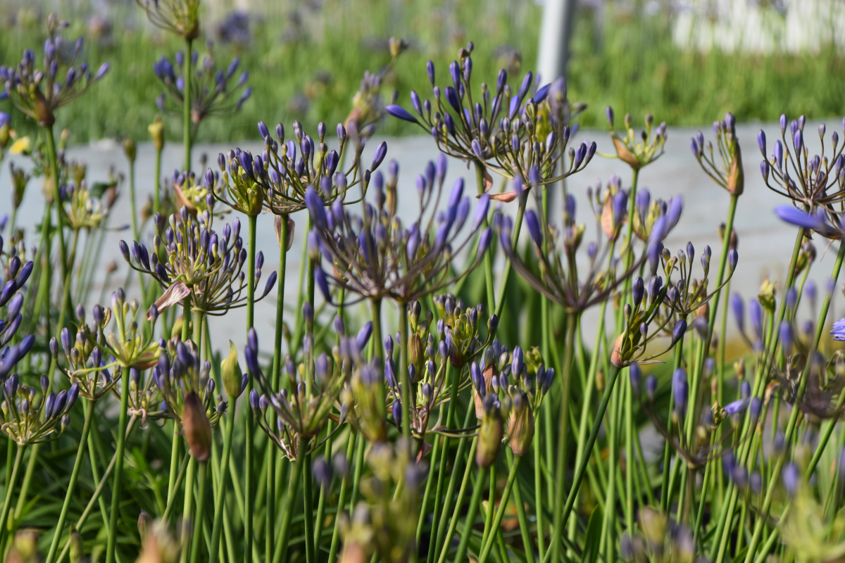 Agapanthus 'Summer love blue ®' (bladhoudend) Agapanthuskwekerij