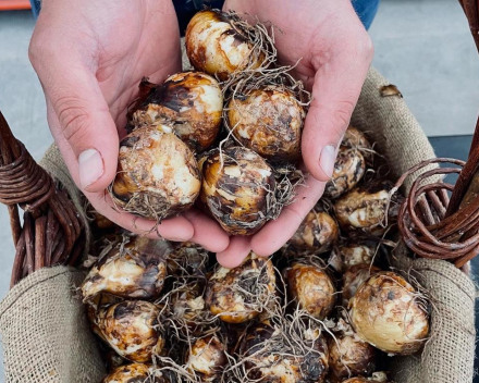 Najaars agapanthus- en bollendagen 2023