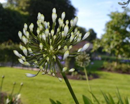 Agapanthus