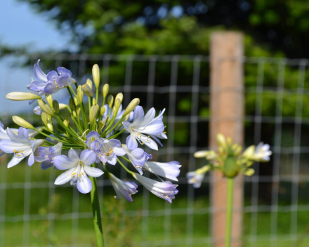 Agapanthus 'Silver baby'