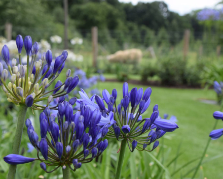 Agapanthus