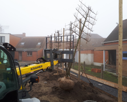 Aanplant Carpinus betulus 'Frans Fontaine' 6etages