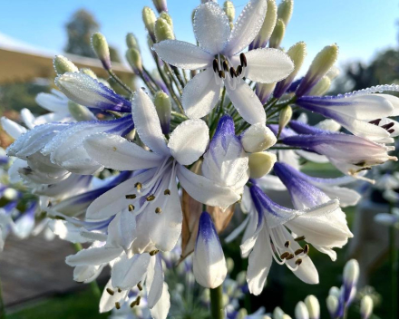 Najaars agapanthus- en bollendagen 2023