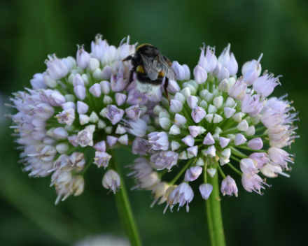 Andere vaste planten
