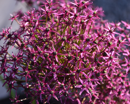 Allium 'Magic'