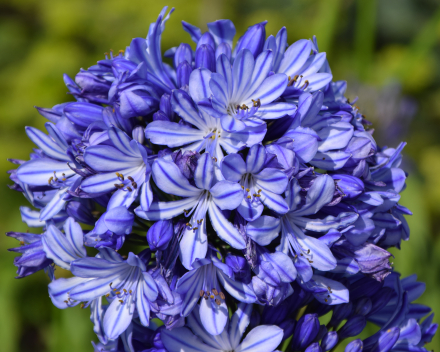 Verzorging van  Agapanthus