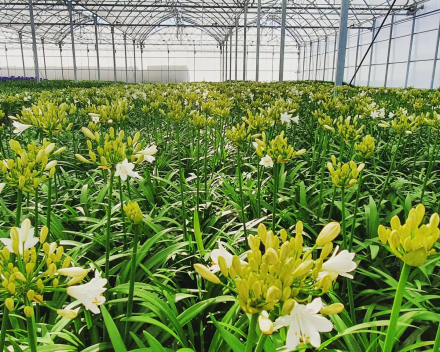 Agapanthus wit