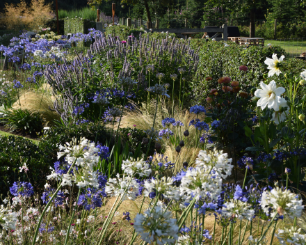 Agapanthus