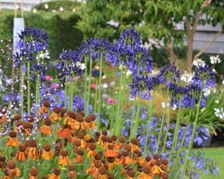 Combinatie Agapanthus in border