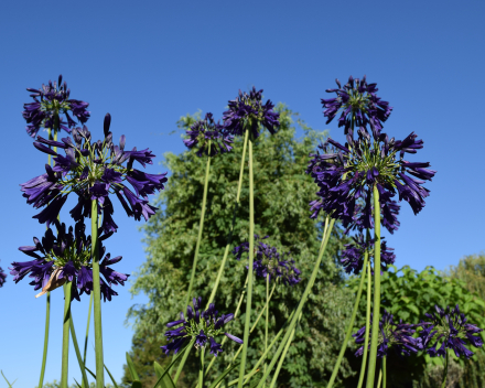 Agapanthus