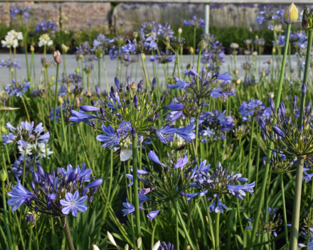 Agapanthus