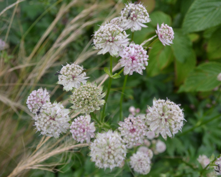 Astrantia gecombineerd met Stipa