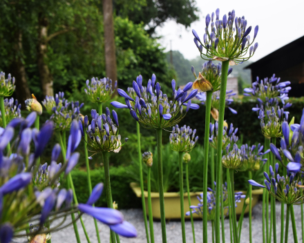 Agapanthus