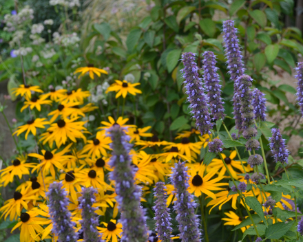Vaste plantenborder