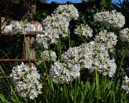 Agapanthus