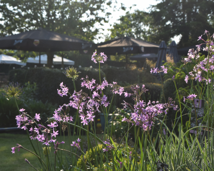 Andere vaste planten