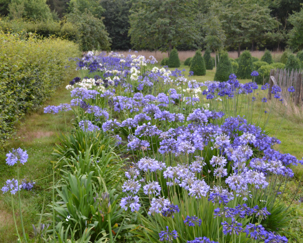 Agapanthus in volle grond