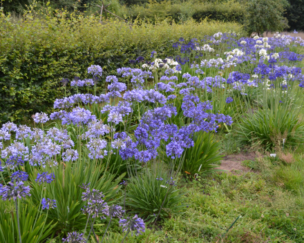 Agapanthus in volle grond