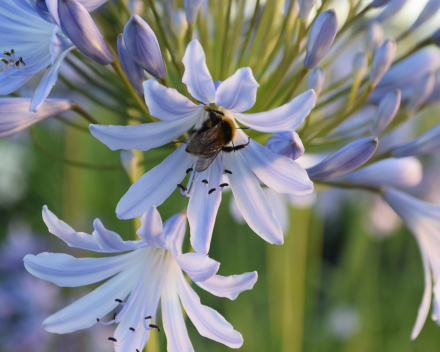 Agapanthus