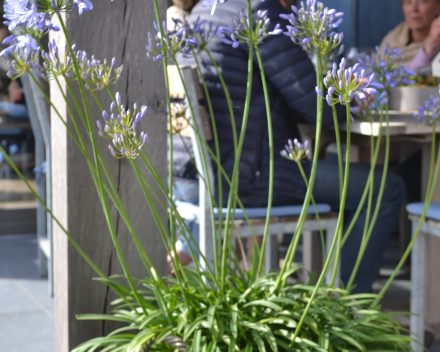 Agapanthus op terras