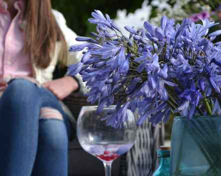 Agapanthus als snijbloem