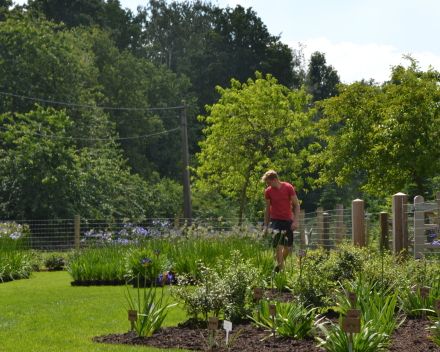 Showtuin Agapanthus