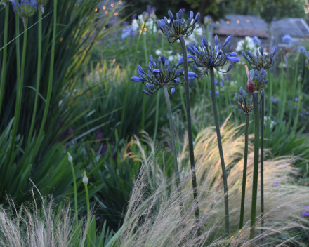 Agapanthus