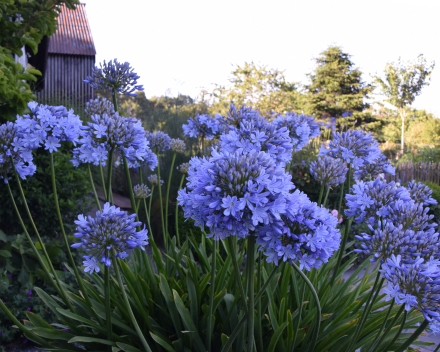 Agapanthus