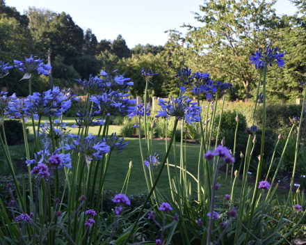 Agapanthus