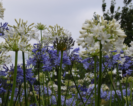 Agapanthus