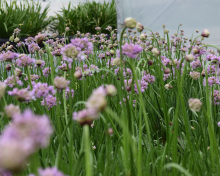 Agapanthus