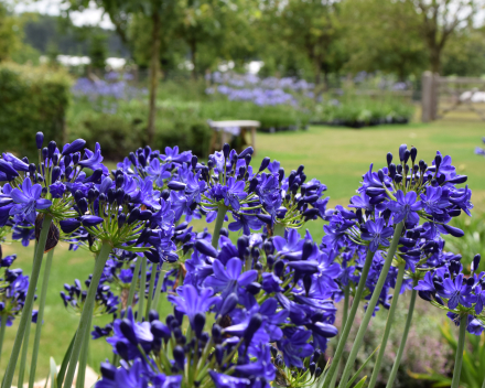 Agapanthus