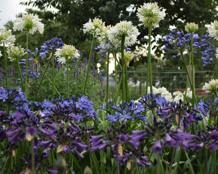 Agapanthus