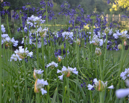 Agapanthus