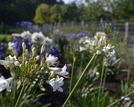 Agapanthus